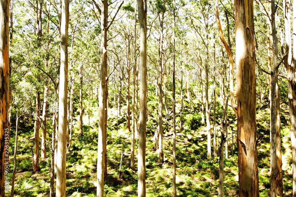 Boranup Karri Forest, Australia