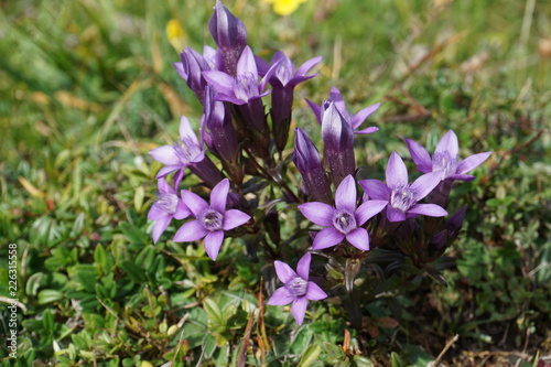 prachtvoller nat  rlicher Enzian in den Tiroler Alpen