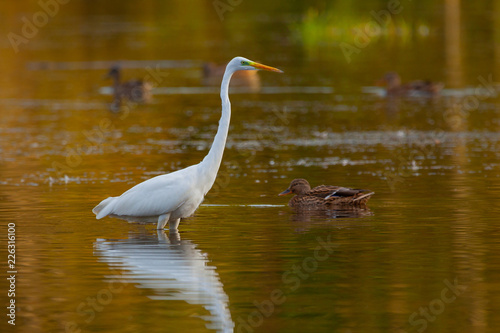 Great Egret (Ardea alba) on lake with some ducks floating around