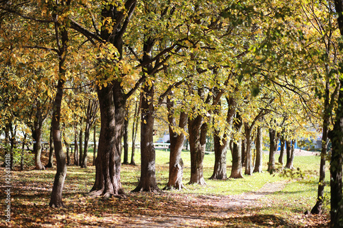 Autumn background in the park