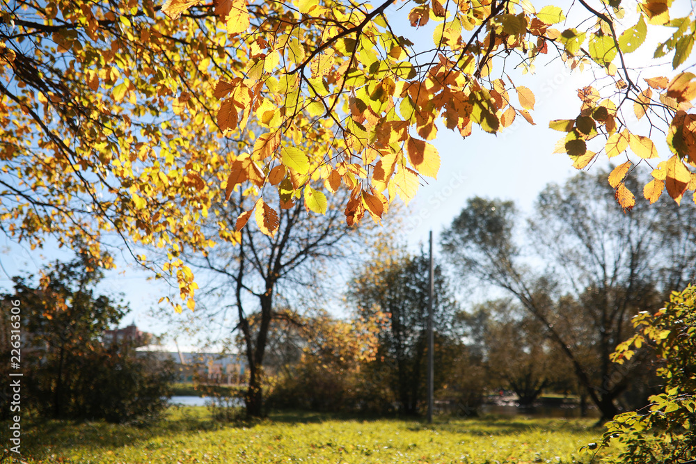 Autumn background in the park
