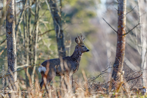 Vigilant Deer Buck in the woodland