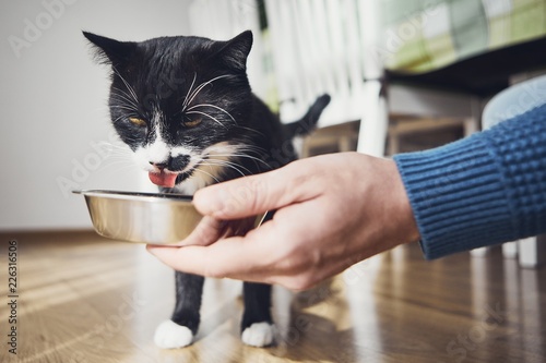 Fototapeta Naklejka Na Ścianę i Meble -  Hungry domestic cat