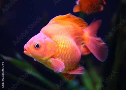 red goldfish swimming