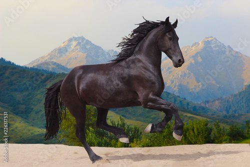 Friesian horse runs gallop assembly against mountains