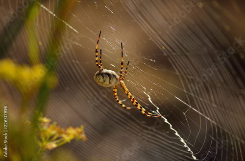 Side view of large spider on the magnificent cobweb  Argiope lobata