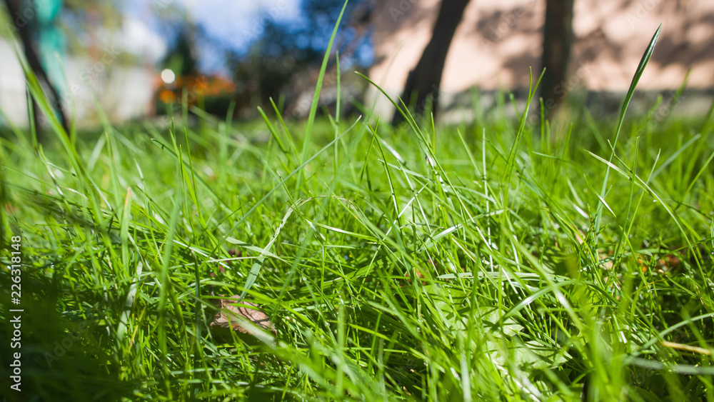 Solar, summer grass