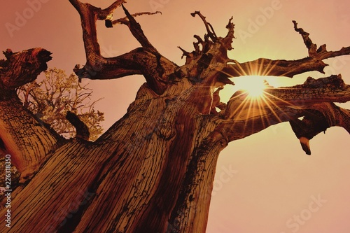 Φωτογραφία Old pine silhouette within sunset, Ancient Bristlecone Pine Forest natural park