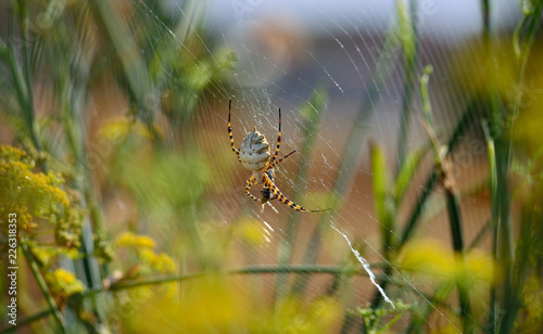 Argiope lobata, large spider on the cobweb with a small prey between its legs