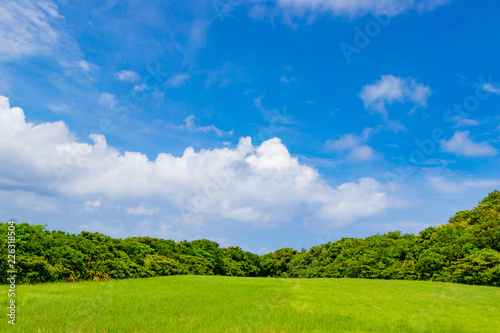 沖縄石垣島の草原風景