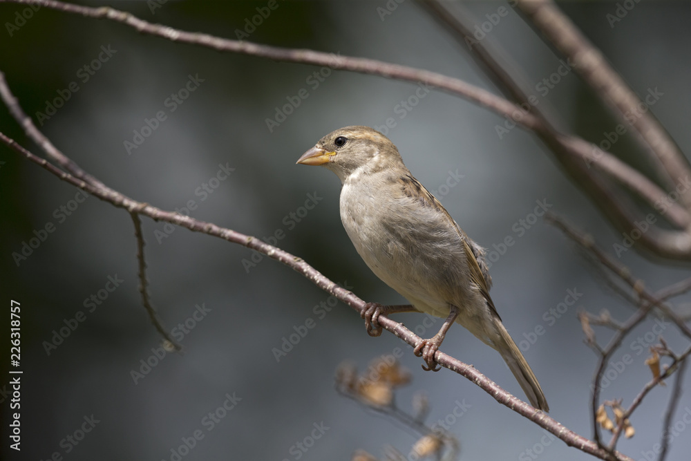 A female House sparrow (Passer domesticus) perched on a tree branch. Behind the bird a beautiful dark blue background. A female House sparrow (Passer domesticus) perched on a tree branch. Behind the bird a beautiful dark blue background.