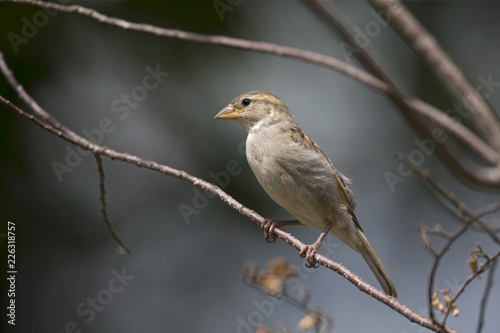 A female House sparrow (Passer domesticus) perched on a tree branch. Behind the bird a beautiful dark blue background.
