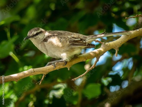 Common calandria on branch