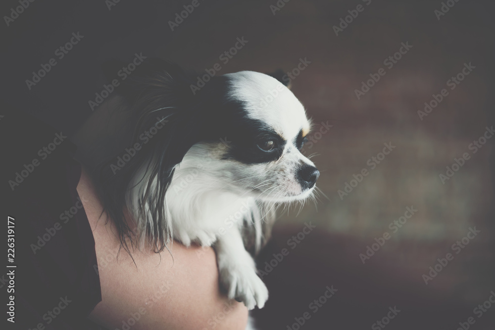 Asian woman hugging dog so cute chihuahua breed Asian woman hugging dog so cute chihuahua breed
