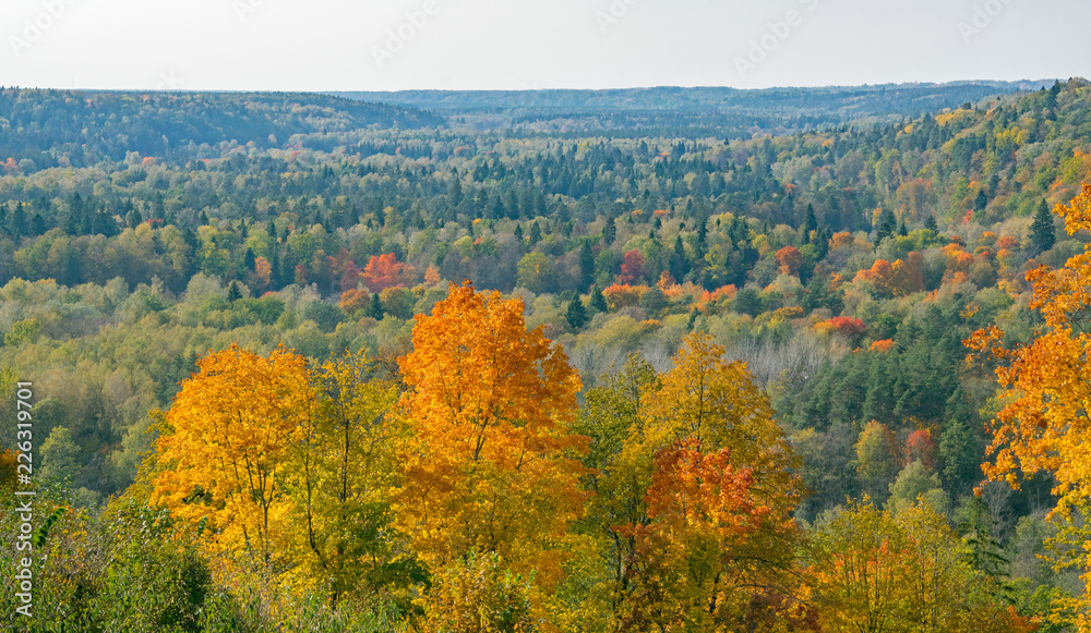 Golden autumn in early October in the Gauja National Park in Latvia. View from the hill.