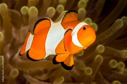 false clown anemonefish fish