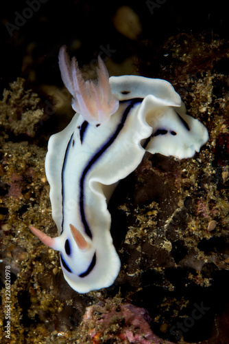 doris nudibranch sea slug