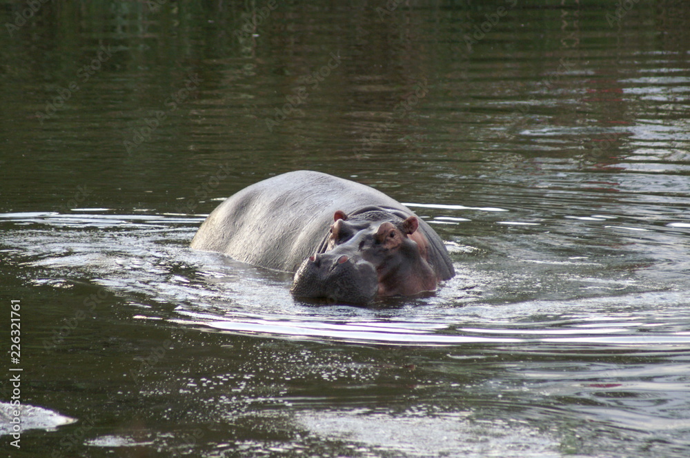 Fototapeta premium hippo