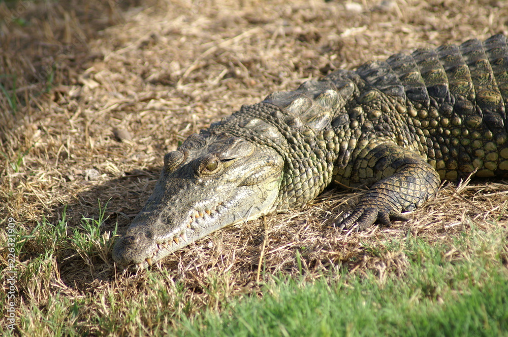 Obraz premium alligator