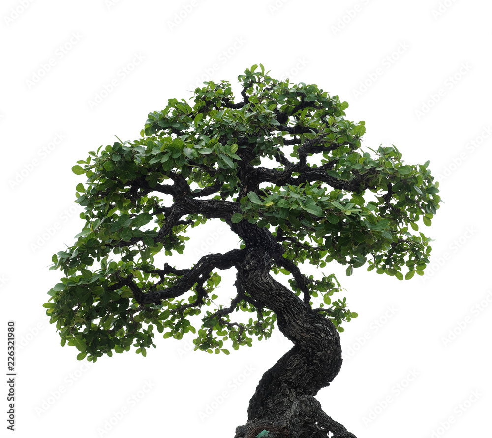 Fototapeta premium isolated single bonsai tree