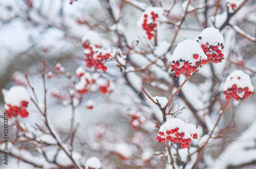 Red bunches of rowan covered with the snow