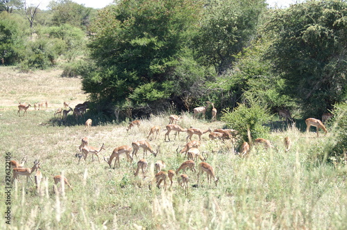 Fototapeta Naklejka Na Ścianę i Meble -  antelope