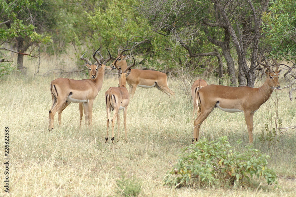 antelope antelope