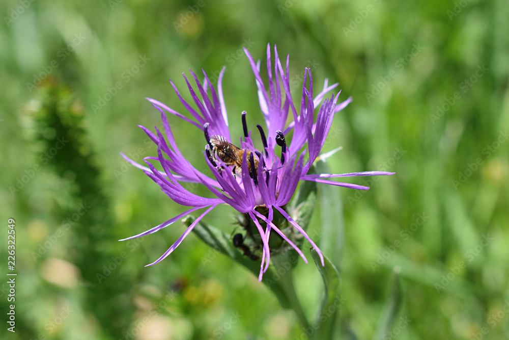 Purple flower . Bee in a purple wild flower on a green meadow . Spring , green meadow , sun , purple flower , bee .