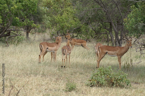 antelope © Robert