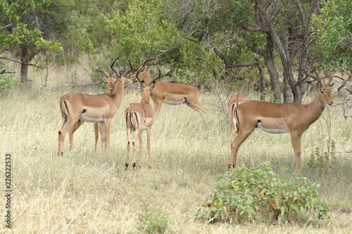 antelope