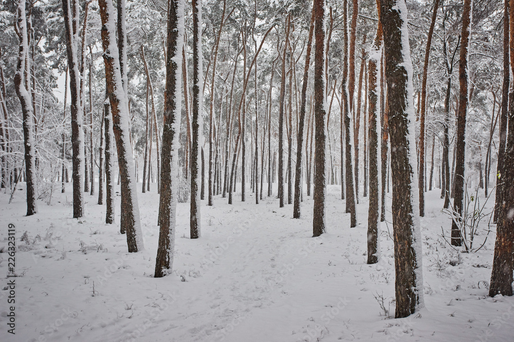 Winter, forest, snow. Snow-covered pine forest, trees in the snow, a beautiful winter landscape. Winter, forest, snow. Snow-covered pine forest, trees in the snow, a beautiful winter landscape.