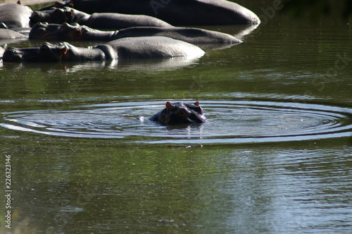 hippo