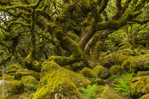 wistmans wood - Dartmoor forest with moss on oak trees