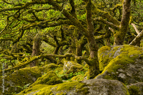 wistmans wood - Dartmoor forest with moss on oak trees photo