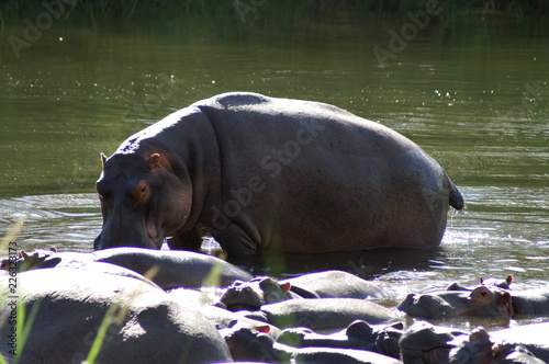 hippo