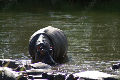 hippo