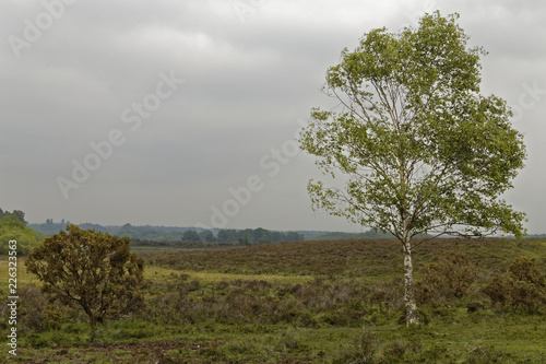 birch tree in british heath- and moorland