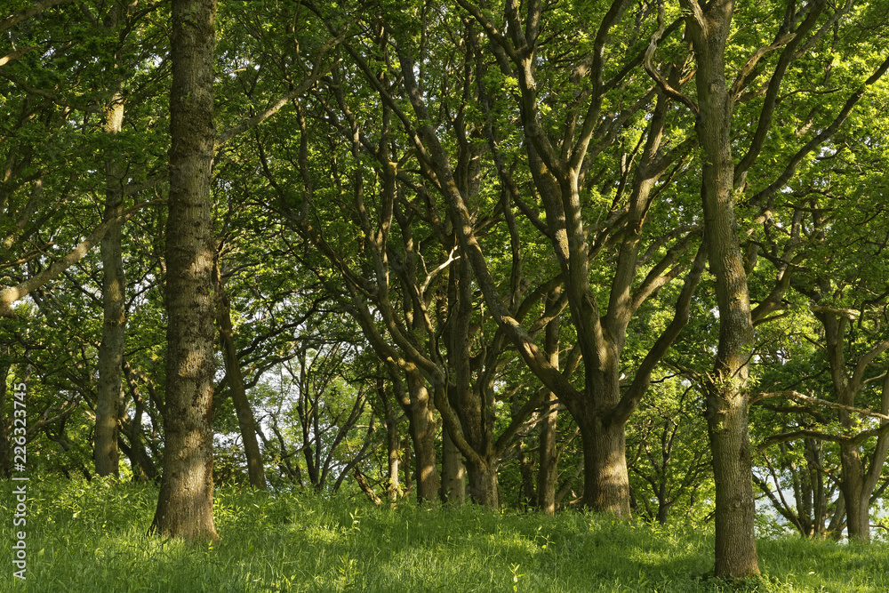 beech trees in the sun in Dorset, England