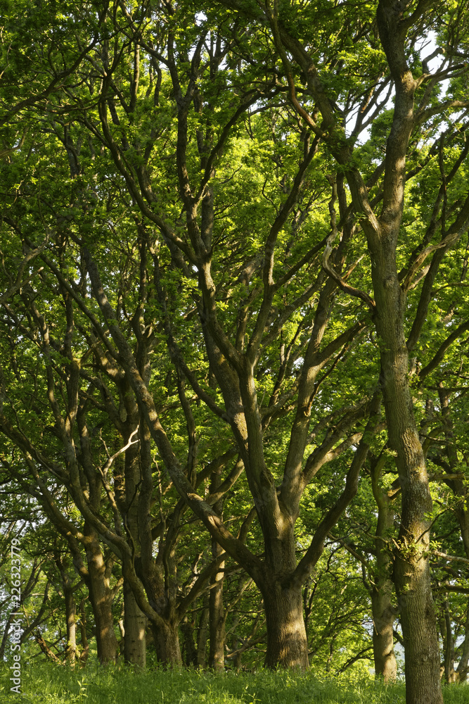 beech trees in the sun in Dorset, England beech trees in the sun in Dorset, England