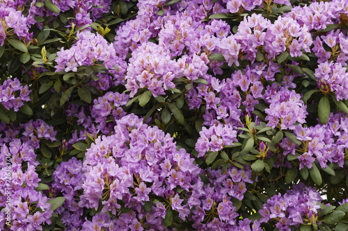 Rhododendron