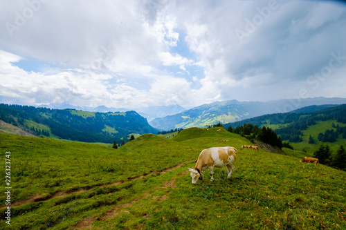 Cow grazing in the Alpine meadow in Switzerland © Anton Gvozdikov