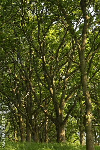 beech trees in the sun in Dorset, England