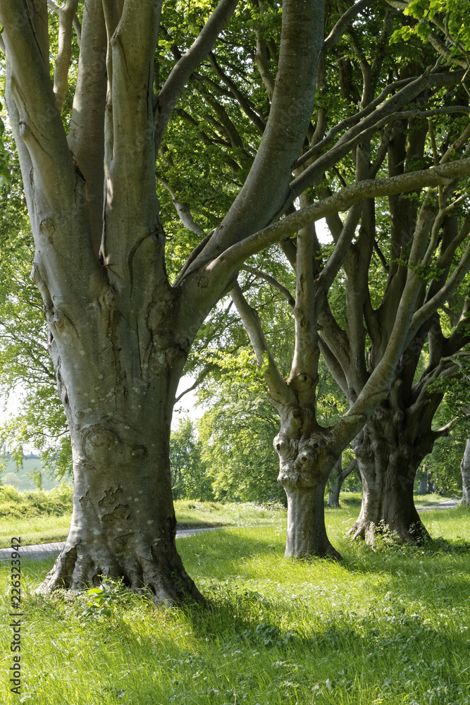 Obraz premium beech trees in the sun in Dorset, England