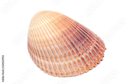 Scallop Shell, Pectinidae isolated on white background