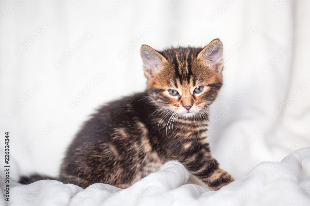 Obraz premium Chaton gris