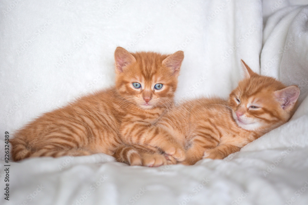 Chatons Chatons