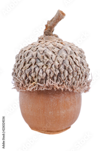 Macro shot of dry ripe autumn acorn isolated on white background.