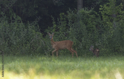 adult female European roe deer with young cubs. Female European roe deer  Capreolus capreolus  with small cubs in the forest glade