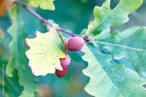 Acorns oak nuts on a background of green leaves, large, autumn.