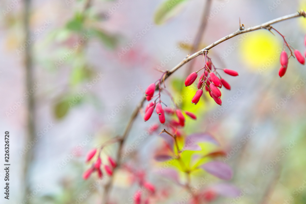 The fruits of the barberry hang on a branch, autumn The fruits of the barberry hang on a branch, autumn